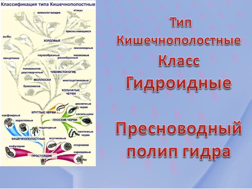 Омг омг ссылка телеграм